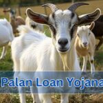 Bakri Palan Loan Yojana :- To reduce the rising unemployment in the state of Rajasthan, a new scheme has been started by the state government. Whose name is Rajasthan Goat Farming Scheme.