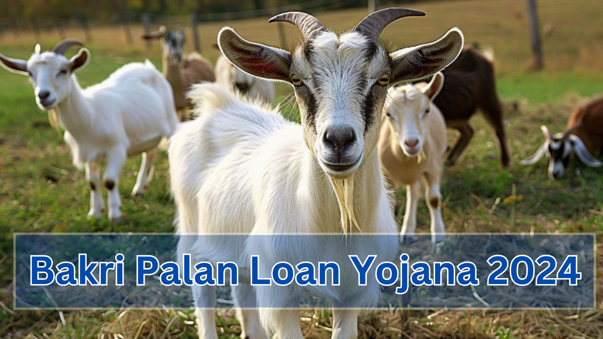 Bakri Palan Loan Yojana :- To reduce the rising unemployment in the state of Rajasthan, a new scheme has been started by the state government. Whose name is Rajasthan Goat Farming Scheme.